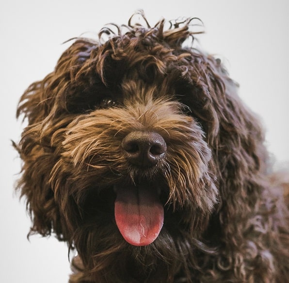 Bentley, our office dog