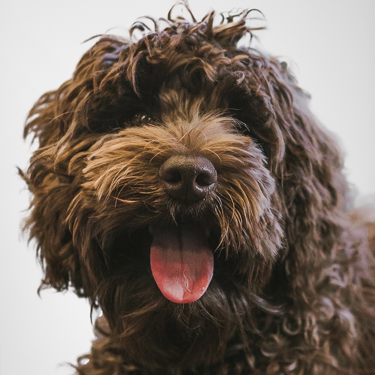 Headshot of Bentley, our office dog